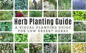 Arizona Herb Planting Guide A Visual