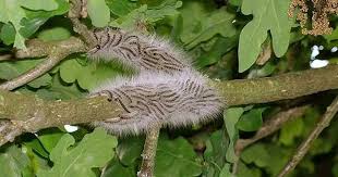 Toxic Caterpillars Which Can Cause