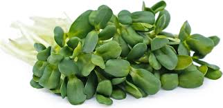 Sunflower Greens Sprouts Information