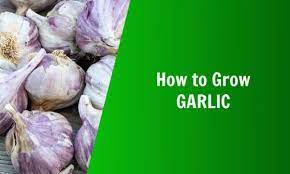 How To Grow Garlic Natures Lawn Garden
