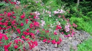 Pan View Of Roses In The Rock Garden