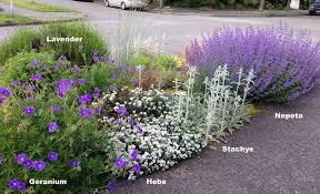 Lavender Garden Garden Design