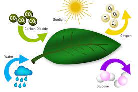 Photo Photosynthesis Equation Diagram