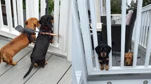 Dachshunds Escaping Through Patio Fence