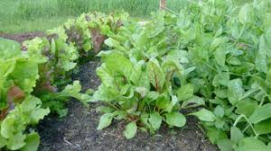 Unnatural Acts In The Vegetable Garden