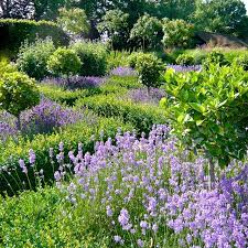 Blue And Purple Garden