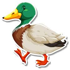 Duck Animal Farm Animal Cartoon Sticker