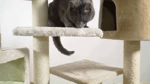 Floor To Ceiling Cat Trees With