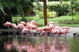 Flamingos At Sarasota Jungle Gardens