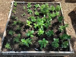 How To Grow A Cutting Garden Gingham