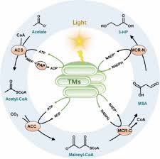 Vitro Synthetic Enzymatic Biosystem