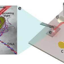 infrared nanospectroscopy reveals dna