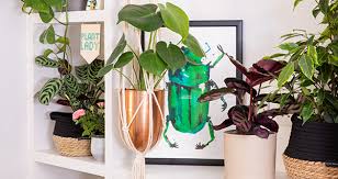 The Best Plants For Macramé Hangers