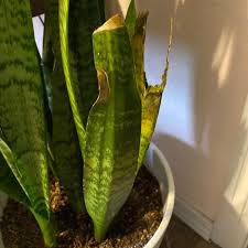 How To Grow And Care For Snake Plant