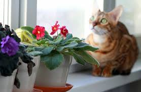 Pet Friendly Houseplants