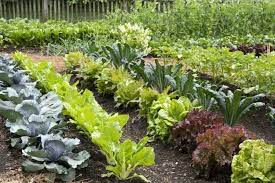 10 Tips For Starting A Vegetable Garden