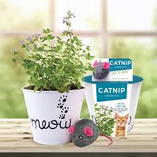 Garden State Bulb Catnip Herb Grow Kit With Mouse Toy 2 Pack