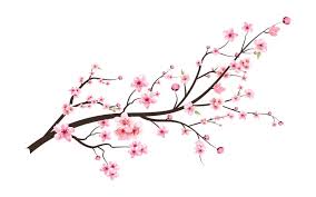 Japanese Cherry Blossom With Pink