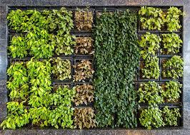 Green Wall Or Vertical Garden Indoor