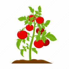 Farm Fruit Harvest Plant Tomato