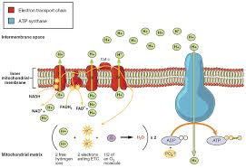 4 10 Cellular Respiration Human Biology