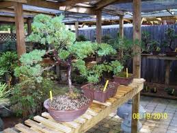 Where To Find Bonsai Trees In Dfw