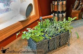 How To Grow Herbs Indoors The Ultimate