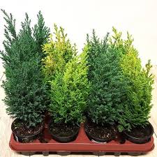 Buy Conifer 9cm Affordable Gardens4you Ie