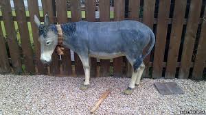 Plastic Donkey Tied To Fence Sparks