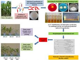 Alleviation Of Drought Stress In Maize