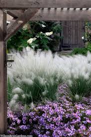 Buy White Cloud Muhly Grass Free