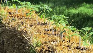 Growing Vegetables In Straw Bales