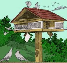 Free Pigeon House Plans All Free
