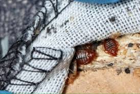 Bed Bug Outbreak In Paris How To Spot