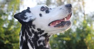Licorice Root For Dogs Discover Its