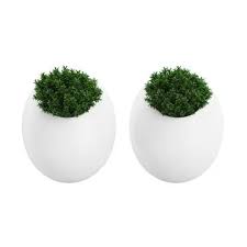 Two Small Wall Plants 3d Model