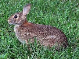 How To Get Rid Of Rabbits In The Garden