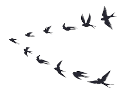 Flying Birds Flock Silhouette Swallows