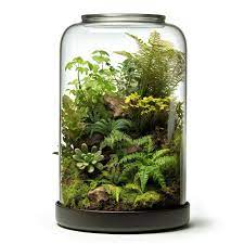 Glass Jar With Succulents And Ferns
