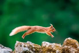 Northumberland Red Squirrel Population