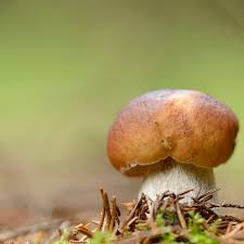 You May Have Been Eating Mushrooms That