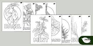 Herb Colouring Sheet Pack Teacher Made