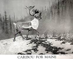 1980s Attempt To Reintroduce Caribou