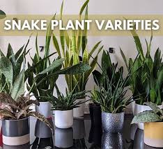 Sansevieria Dracaena Snake Plant