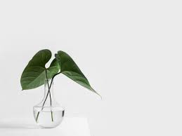 Funeral Homes In Winter Garden Florida