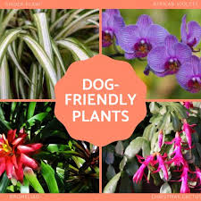 36 Dog Friendly Plants For The Home And