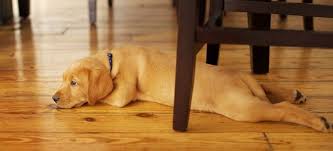3 Low Cost Pet Odor Removal Options For