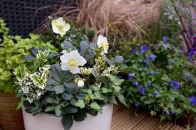 Winter Colour In Pots And Containers