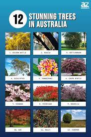 12 Stunning Trees In Australia A Z