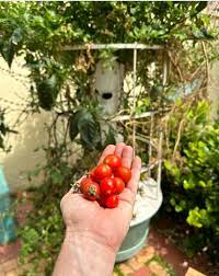 15 Best Tomato Garden Ideas Diy S